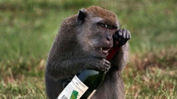 В Індії макаки-алкоголіки викрадають пиво в магазинах