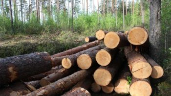 На Львівщині за вирубку лісу оштрафували одне з лісництв