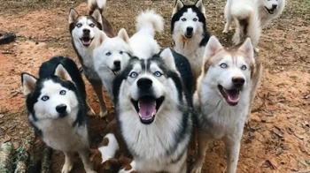 На Львівщині власниця восьми лайок заплатить штраф, бо собаки проводжали її на автобус без намордників