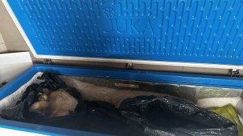 У ЛКП «Лев» безпідставно умертвили двох собак: на підприємстві розпочали службове розслідування