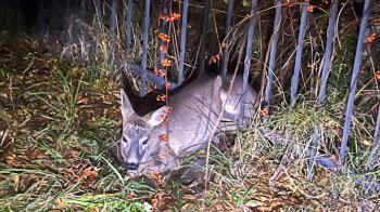 Рятувальники звільнили косулю, яка застрягла в металевому плоті у Трускавці