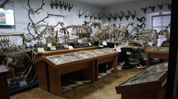 зала зоологічного музею
