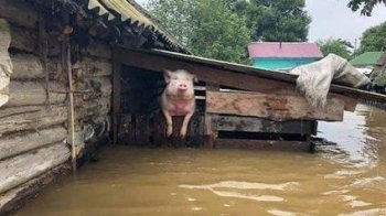 Львівські волонтери виїжджають в Херсон на допомогу тваринам: як долучитись