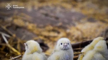 На Золочівщині під час пожежі в пташнику врятували понад 23 тис. курчат