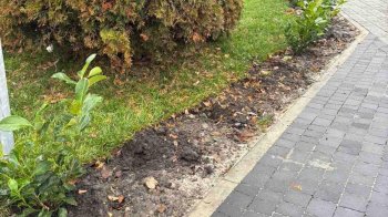 У Залізничному районі Львова невідомі викрали новопосаджені кущі
