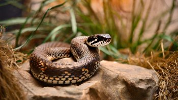 На Львівщині 14-річний хлопець потрапив до лікарні через укус змії