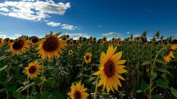 Куди втекти від спеки: національні парки Львівщини