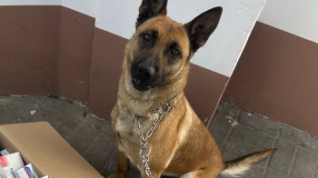 Службова вівчарка виявила партію заборонених ліків на кордоні зі Львівщиною