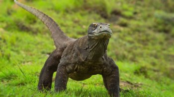 До Львівської області евакуювали водяного варана з Харкова (фото)