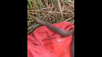 Гадюку відпустили в дику природу.