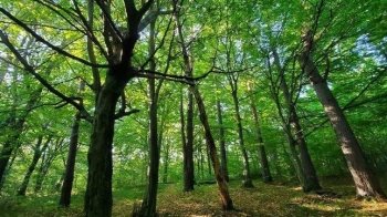 Планували звести 9 будинків у рекреаційній зоні: у Брюховицькому лісі заборонили забудову