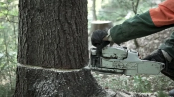 За падіння дерева на працівника судили заступника директора гірськолижної бази в Славську