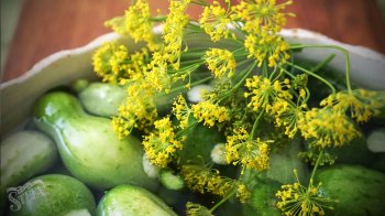 Готуємось до літа: як зробити малосольні огірки хрумкими