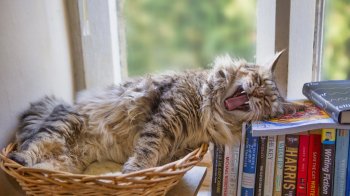 Львів’ян закликають приносити книжки на ярмарок до “Домівки врятованих тварин”