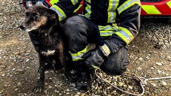 На Львівщині рятувальники витягли собаку з каналізаційного люка