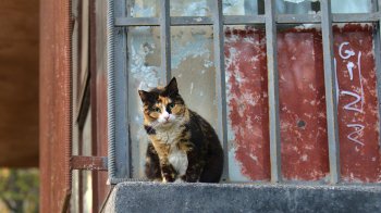 Львів’янка обмазала двері фекаліями: суд закрив справу