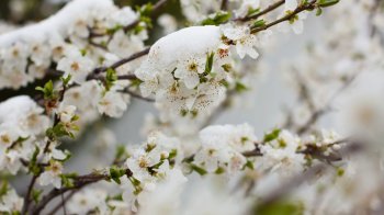 Різке похолодання на Львівщині: якою буде погода на Великдень