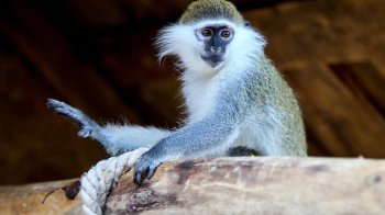 У Львові збирають кошти на допомогу зеленій мартишці