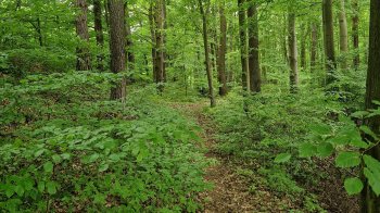 Минає 20 років наймасштабнішої крадіжки лісу в Брюховичах