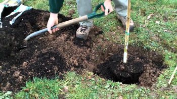 Львівську міськраду просять виділити майже 800 тисяч гривень на лунки для дерев