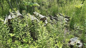 На Львівщині невідомі незаконно вирубали дерева на понад 200 тисяч гривень