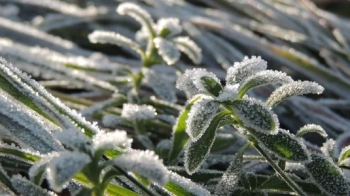 У Львові та області синоптики 19 листопада прогнозують заморозки та ожеледицю