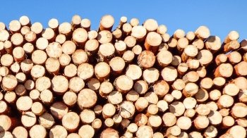 Українці можуть замовити дрова в державному онлайн-магазині: як це зробити