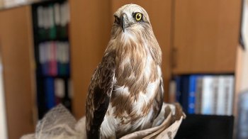 вилучене опудало яструба змієїда