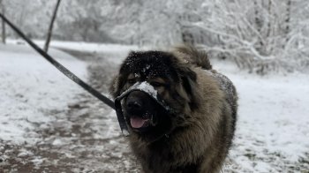 Підопічні львівської Домівки врятованих тварин написали лист Миколаю: як допомогти притулку