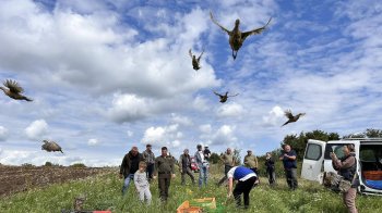 Понад 400 волинських фазанів випустили у дику природу Львівщини
