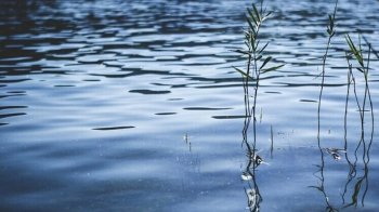 В озері на Золочівщині виявили тіло 37-річного потопельника