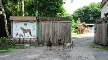 Домівка врятованих тварин