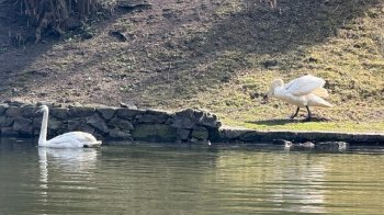 Після зимівлі до Стрийського парку повернули білих лебедів