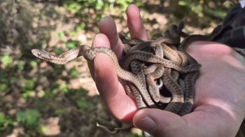 У заповіднику на Львівщині в дику природу випустили гадюку та її дитинчат