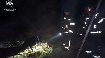 Впав у ємність з водою і жалісно скавулів: на Львівщині надзвичайники врятували від загиблі собаку