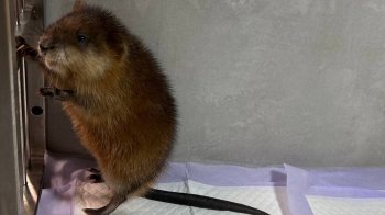 Знайдену у Львові ондатру після лікування повернули у дику природу