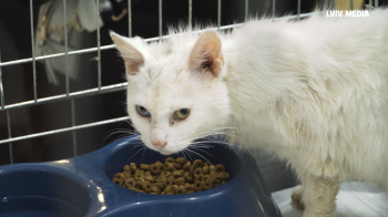 Шанс на нове життя: волонтери львівського притулку врятували із затопленого Херсону понад 160 тварин