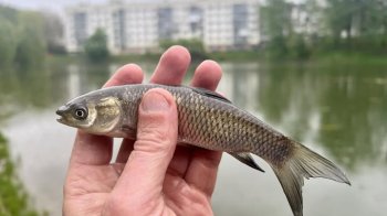 Під час зарибнення у два озера Львова планують випустити понад 1600 рибин