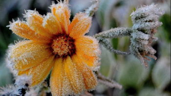 заморозки на Львівщині