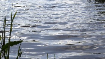 У Львівській громаді очистять три забруднених водойми