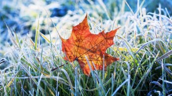 На Львівщині синоптики прогнозують заморозки