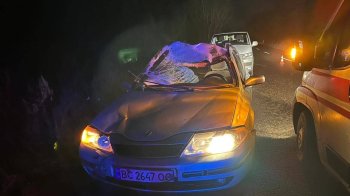 На Львівщині внаслідок зіткнення Renault з лосем постраждали діти
