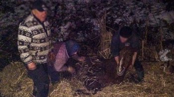 На Львівщині рятувальники пожежними рукавами витягнули коня з болота