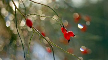 Без опадів, але туман: яку погоду очікувати 30 березня на Львівщині