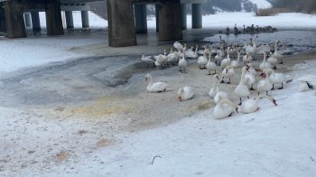 Біля Сокаля жінка з дитиною провалилися під лід під час годування лебедів