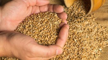 За добу на Львівщині зібрали понад мільйон тонн зерна: Козицький про головне в області