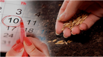 Посівний календар на 2024 рік