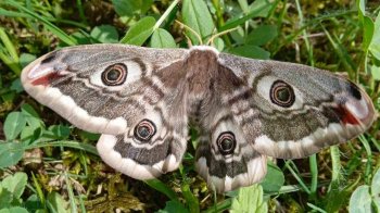 На Закарпатті зафіксували найбільшого метелика Європи