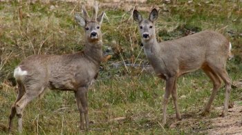 На Львівщині браконьєри вбили двох козуль
