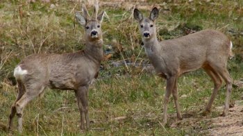 Поліція Львівщини розшукує браконьєрів, які вбили двох козуль